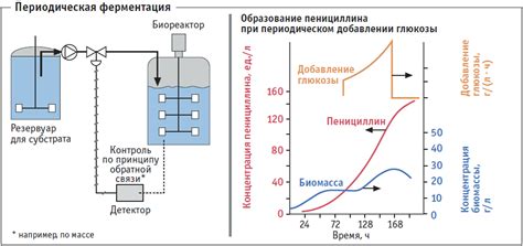 Процесс ферментации и контроль основных параметров