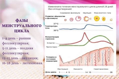 Психологические и эмоциональные переживания в различные периоды женского цикла