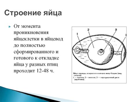 Развитие яйца: от момента отложения до возникновения готового к рождению детеныша