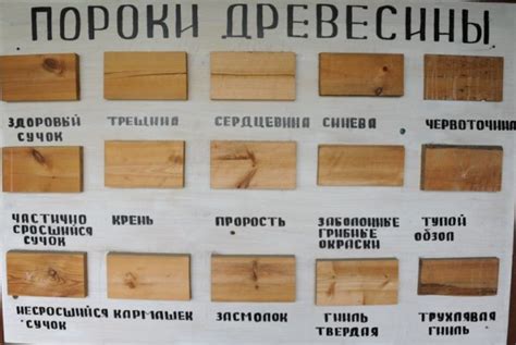 Различные виды древесины и их характеристики