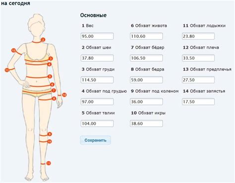 Размеры и пропорции тела