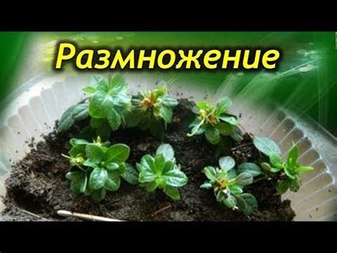 Размножение икша: эффективные способы распространения растения