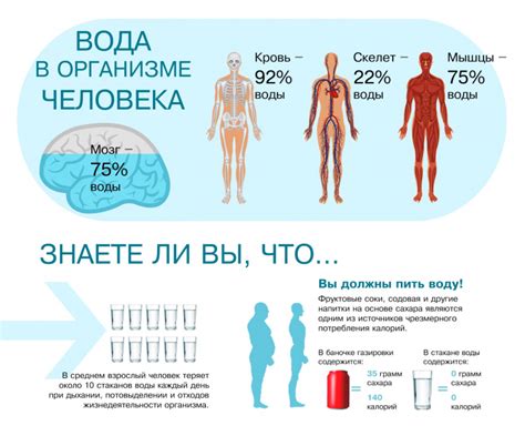 Разница в балансе жидкости в организме днем и ночью