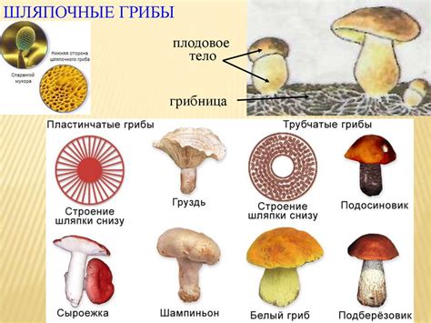 Разнообразие лесных грибов и места их обитания