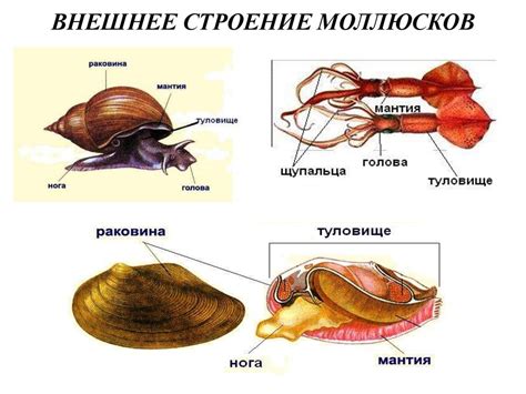 Разнообразие моллюсков и их отличительные черты