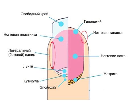 Распознавание вросшего ногтя: почему это значимо