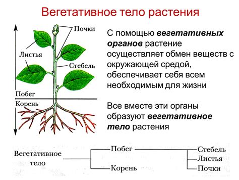 Распределение растений по вертикальным опорам