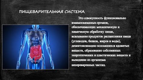 Расстройство функционирования пищеварительной системы
