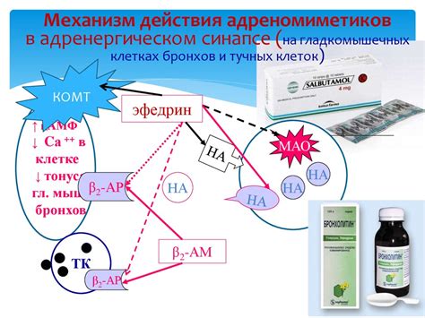 Расширители бронхов: механизм действия и методы применения