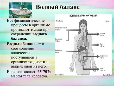 Регулятор водного баланса в организме: вазопрессин