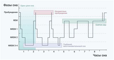 Регуляция нашего цикла сна и бодровствования: роль циркадного индекса 1 16