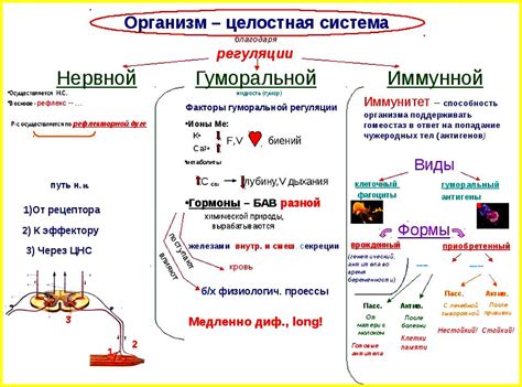 Регуляция циклических процессов в организме женщин