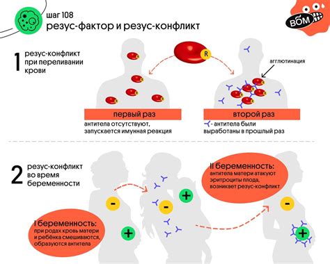 Резус-фактор: суть и воздействие на беременность