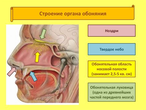 Рекомендации и методы восстановления обоняния и вкуса