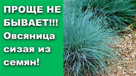 Рекомендации по уходу за самодельным перьевым волжанкой