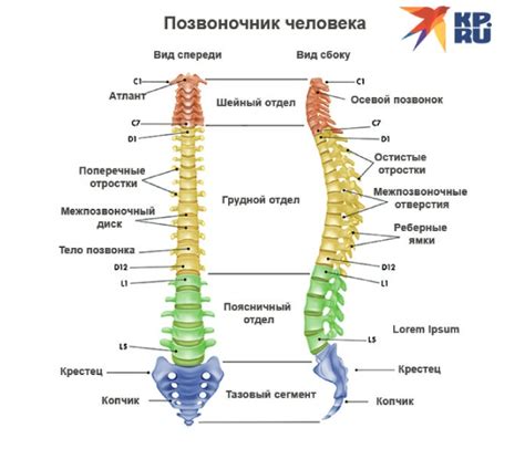 Ролевая функция: почему позвоночник служит местом столкновения с нервом, к "пересечению судеб"