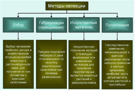 Роли и задачи в процессе отбора: что нас ожидает