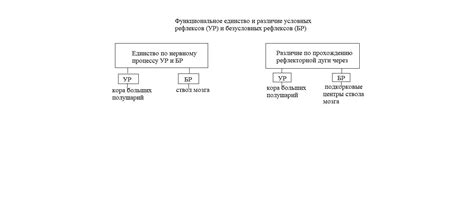 Роль безусловных рефлексов в формировании поведения человека