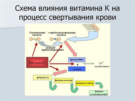 Роль белка свертывания и влияние его концентрации на процесс свертывания крови