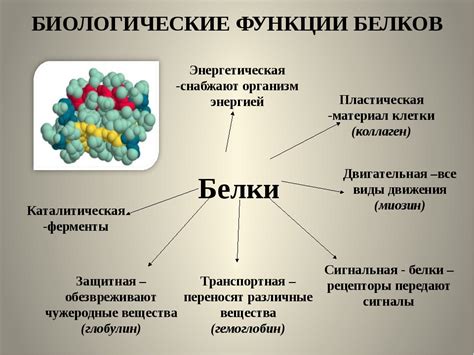 Роль белков в питательности пищи