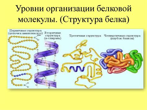 Роль белков в процессе роста и восстановления мышц