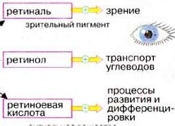 Роль витамина В2 в метаболизме