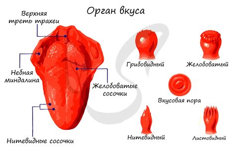 Роль вкусовых рецепторов в формировании предпочтений в пище