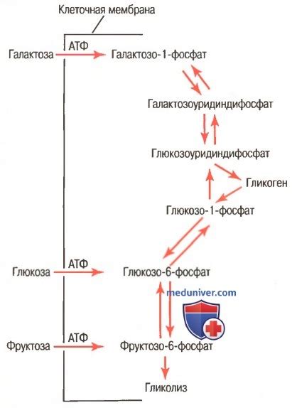 Роль глюкозы в клетках