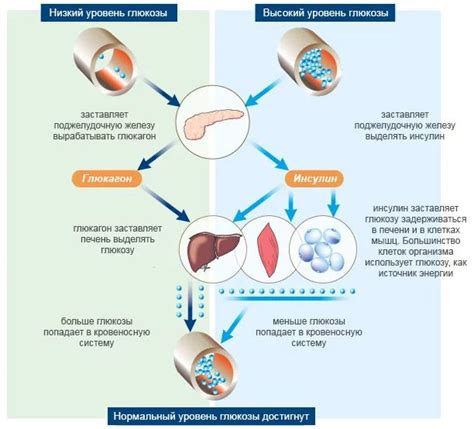 Роль гормональных изменений в концентрации глюкозы