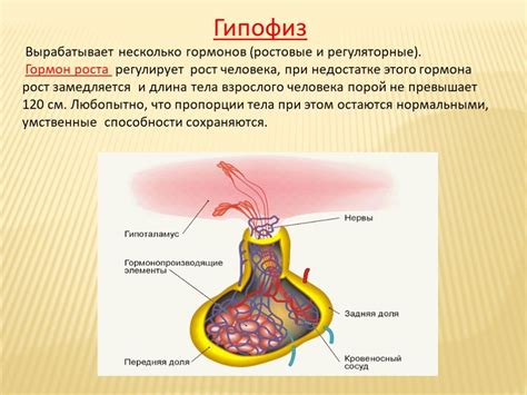 Роль гормонов в расширении млечных протоков