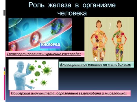 Роль железа в организме: функции и нормы потребления