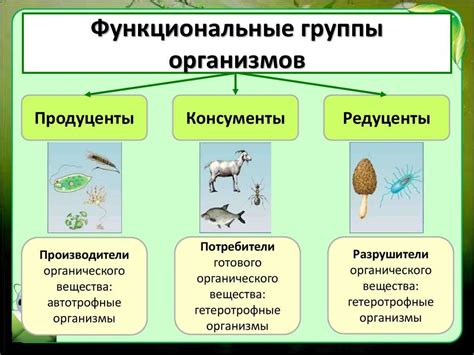 Роль зеленой мошки в экосистеме