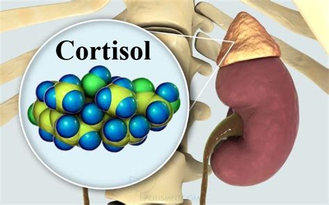 Роль кортизола в организме человека