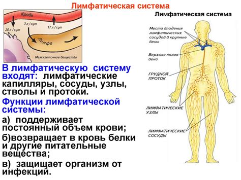 Роль лимфы в организме и необходимость ее очищения