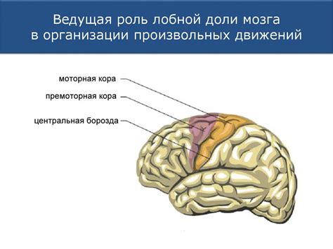 Роль лобной доли в организме