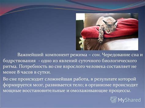 Роль механизмов биологического ритма в нашем сне