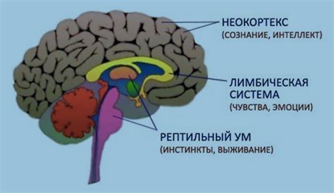 Роль мозговых структур в распознавании и интерпретации звуков