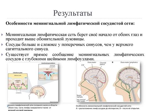 Роль нервной системы в поддержании гомеостаза