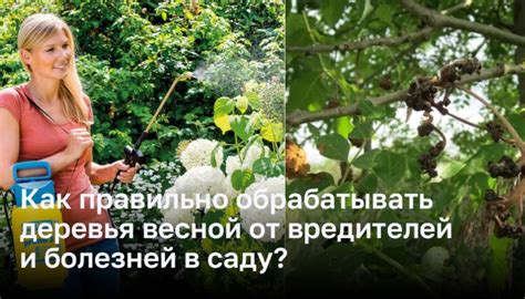 Роль паразитических организмов и вредителей в процессе увядания и гибели юных сосен