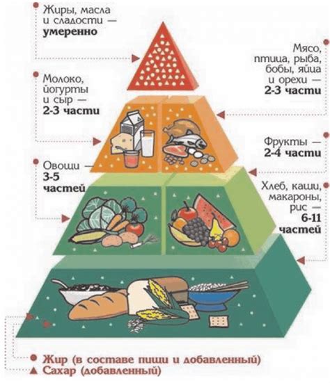 Роль питания в формировании размера и формы тела ежей