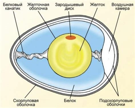 Роль птичьего организма в формировании пигментации желтка яйца