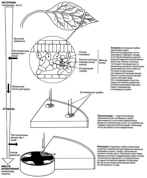 Роль сахаров в передвижении и сохранении веществ в трубках решетчатой структуры растений