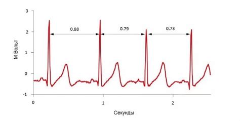 Роль слаженного сердечного ритма в нормальном функционировании сердца