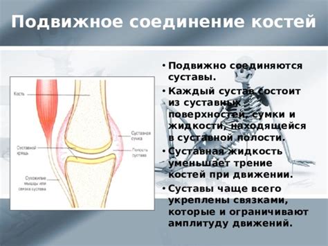 Роль суставной жидкости и связок в возникновении шума при движении сустава