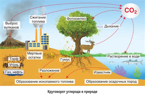 Роль углерода в составе коры: значение карбонатов