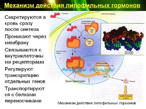 Роль эндокринных веществ в формировании образований в органе, отвечающем за выработку гормонов