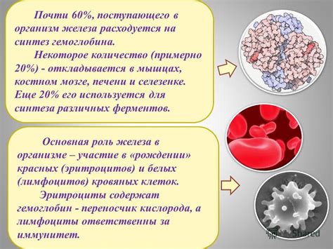 Роль эритропоэтина в образовании красных кровяных клеток