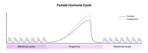 Роль эстрогена и прогестерона в организме женщины: активный фаза цикла