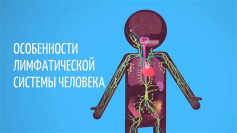 Самоконтроль состояния лимфатической системы: что нужно знать о своем здоровье