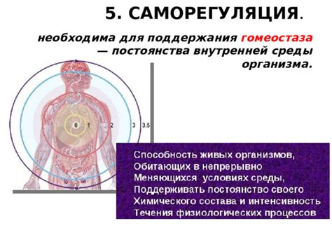 Саморегуляция: способы поддержания внутренней среды организма